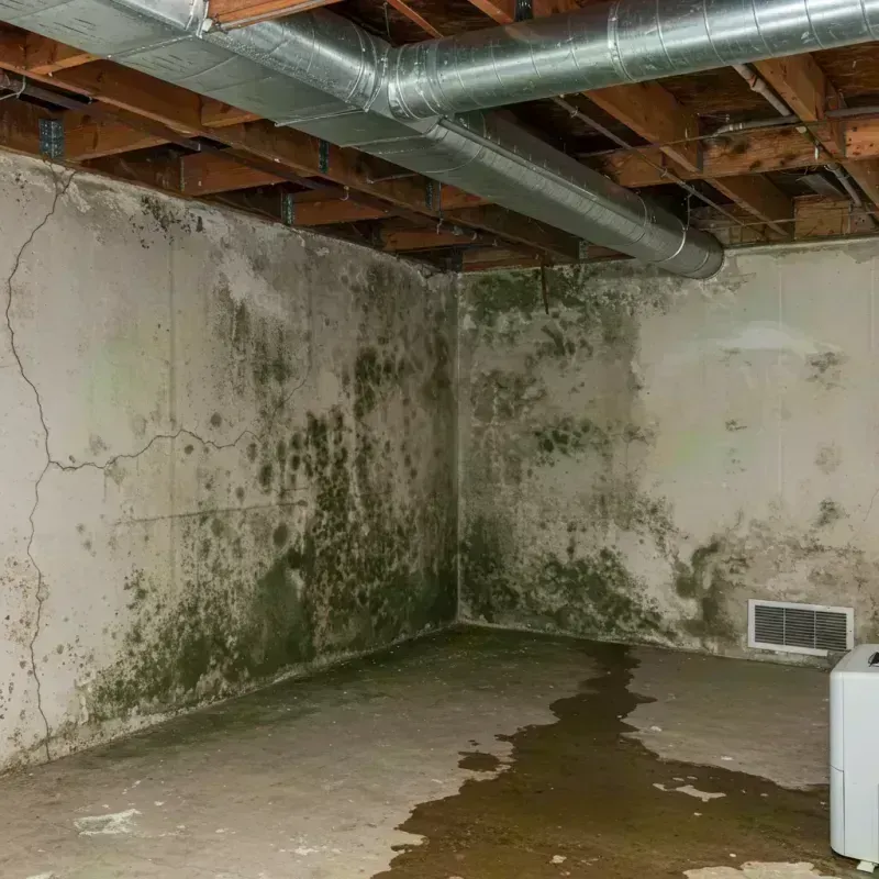 Professional Mold Removal in Coventry Lake, CT